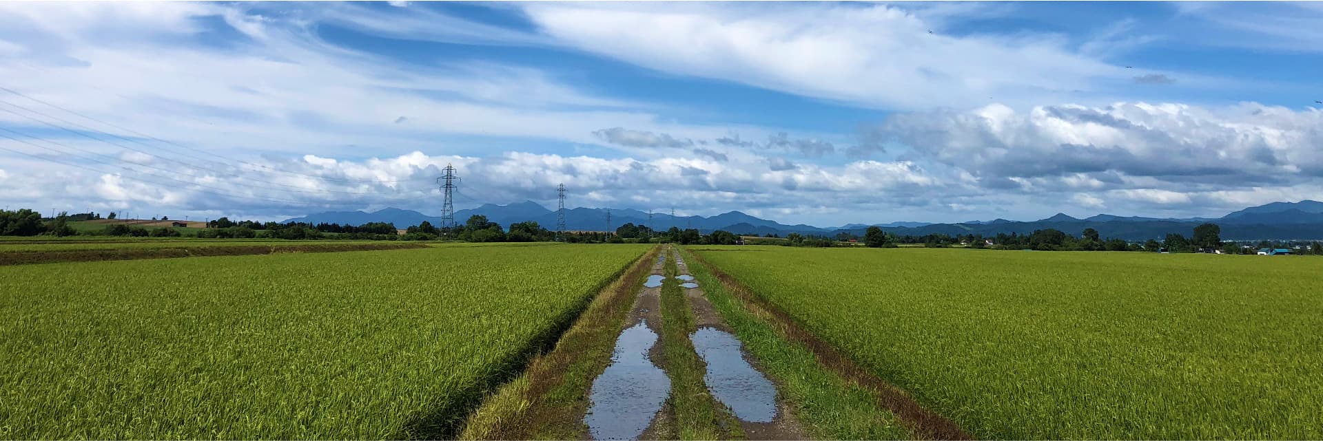 せがわ農園の風景