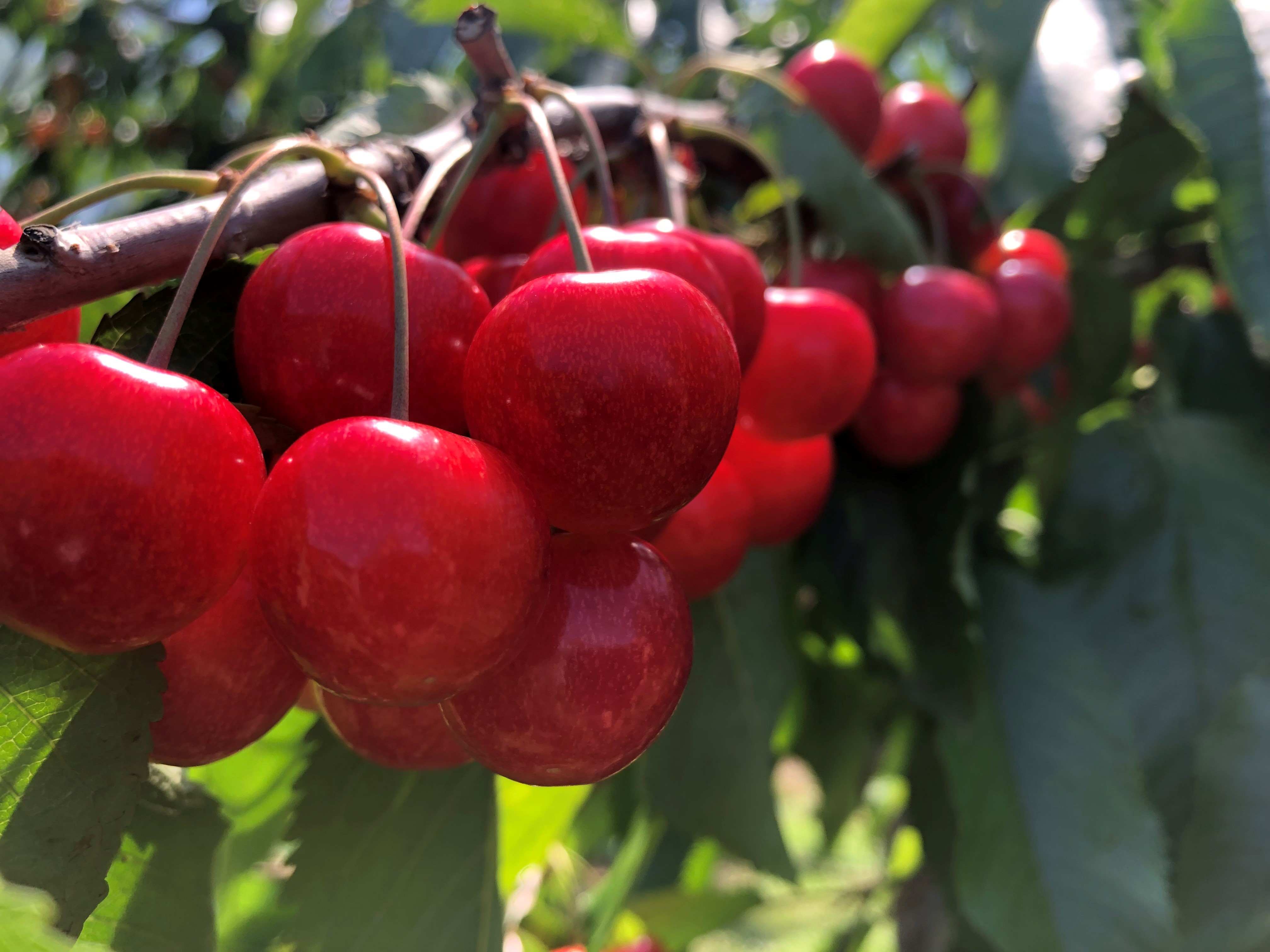さくらんぼ園 オープン日のお知らせ せがわ農園 お米 さくらんぼ 鈴バラ 生産販売